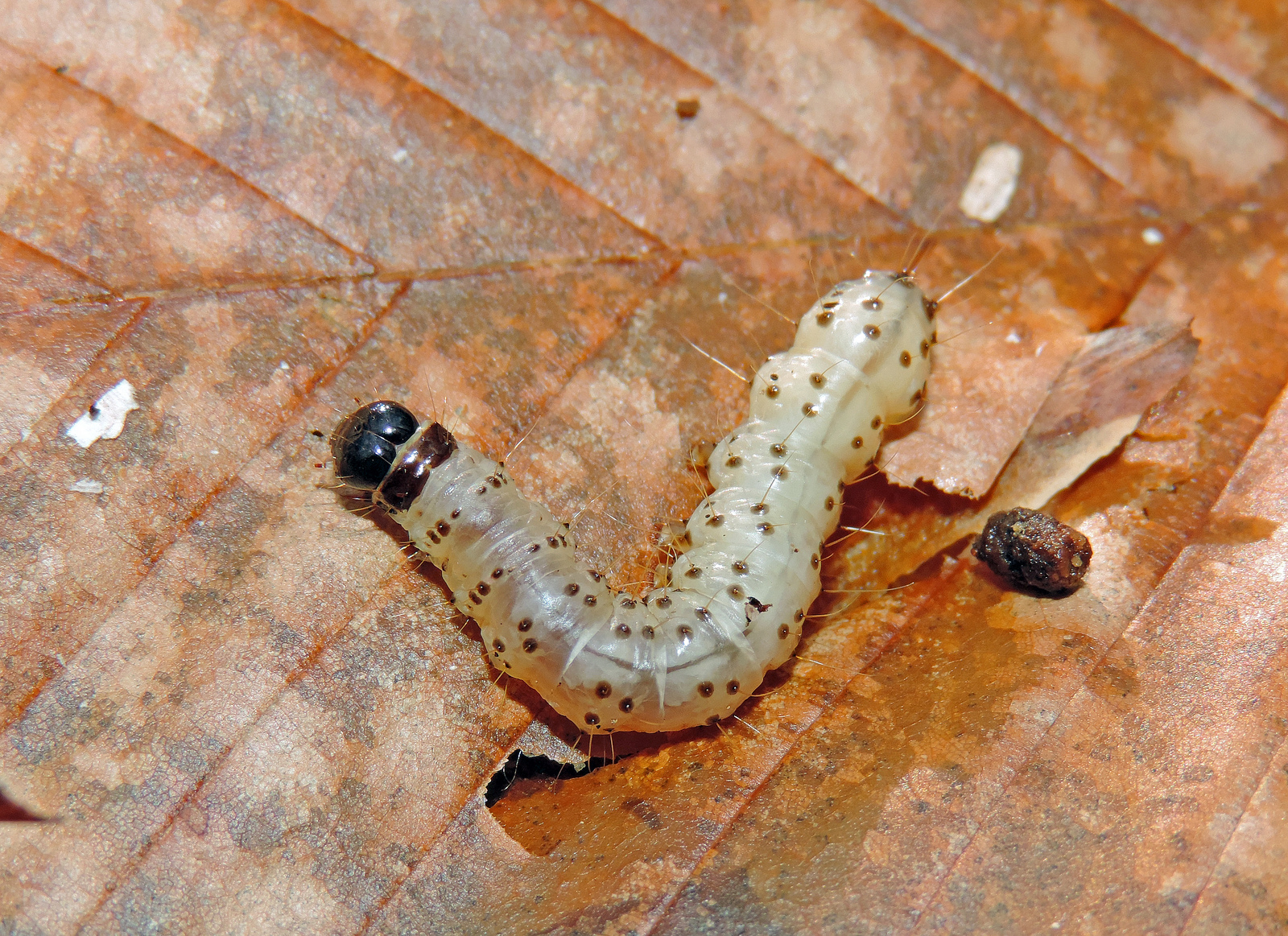 Wood Borer Control